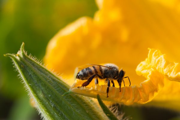 Biodiversiteit, biodiversity, bij op bloem, bijen